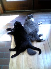 cats
